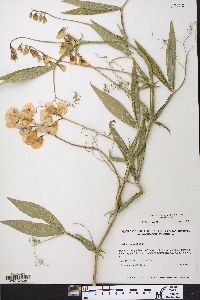 Lathyrus latifolius image