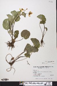 Caltha palustris image