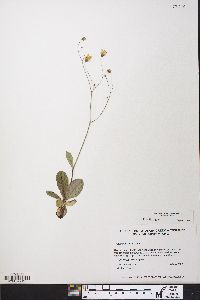 Hieracium venosum image
