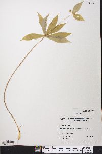 Medeola virginiana image