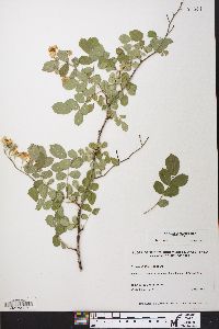 Rosa multiflora image