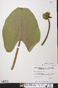 Nuphar advena image