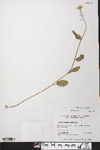 Cardamine bulbosa image