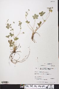 Potentilla canadensis var. canadensis image