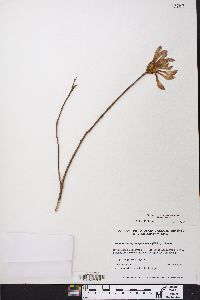 Rhododendron periclymenoides image