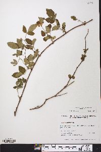 Rubus flagellaris image