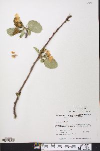 Malus pumila image