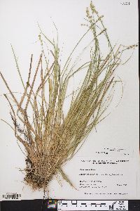 Carex seorsa image