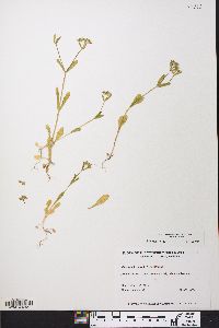 Valerianella locusta image