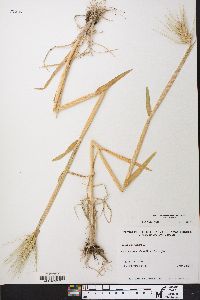 Hordeum vulgare image