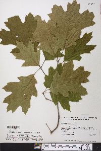 Quercus coccinea image