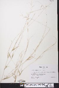 Aristida ramosissima image