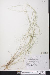 Aristida ramosissima image