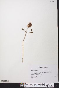 Trifolium reflexum image