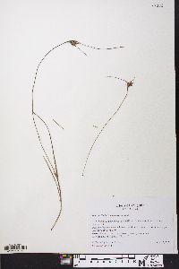 Scleria ciliata image