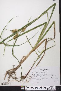 Carex lupuliformis image