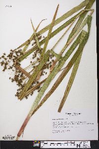 Scirpus expansus image