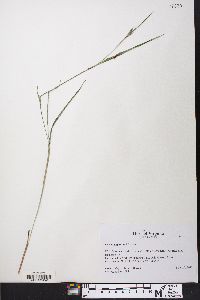 Scleria oligantha image