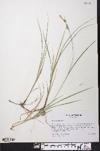 Carex meadii image