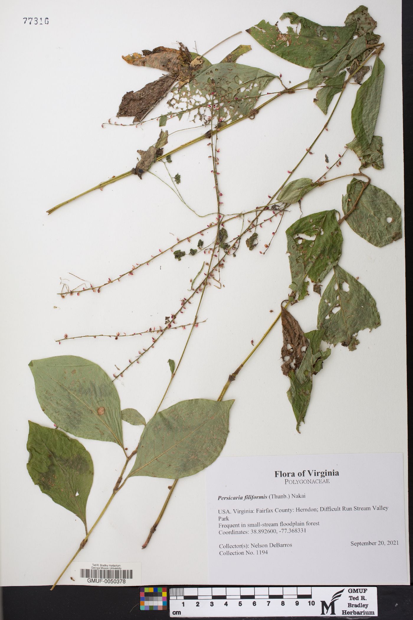 Persicaria filiformis image