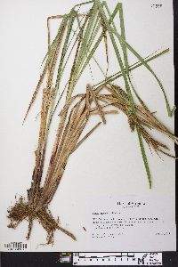 Carex lacustris image
