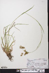 Scirpus pendulus image