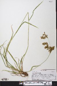 Scirpus pendulus image