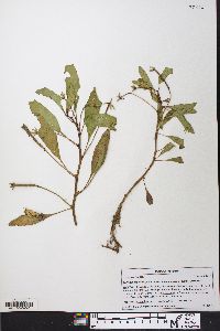 Ludwigia peploides image