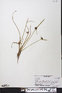 Cyperus difformis image