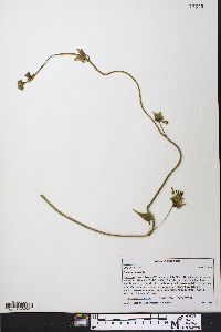 Matelea obliqua image