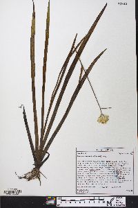 Lachnanthes caroliniana image