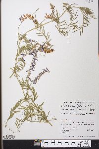 Vicia villosa subsp. varia image