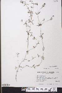 Galium obtusum image