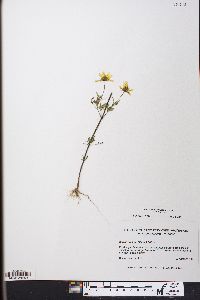 Bidens aristosa image