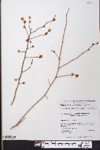 Vaccinium fuscatum image