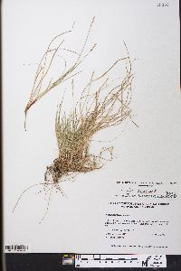 Carex albicans var. albicans image
