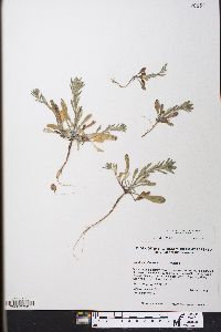 Buglossoides arvensis image