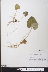 Hexastylis virginica image