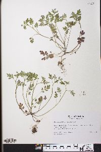 Phacelia covillei image