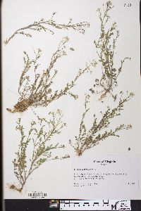 Cardamine flexuosa image