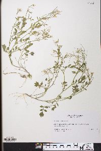 Cardamine flexuosa image