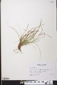 Carex reznicekii image