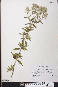 Pycnanthemum pilosum image