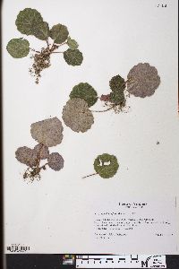 Saxifraga stolonifera image