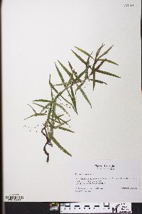Veronica scutellata image
