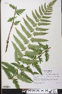 Dryopteris celsa image