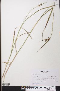 Scleria triglomerata image