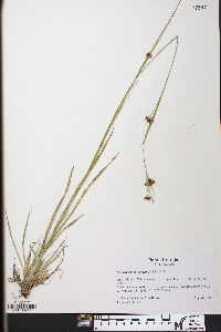 Rhynchospora recognita image