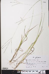 Digitaria filiformis image