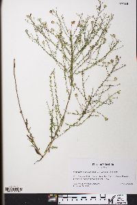 Symphyotrichum dumosum var. dumosum image